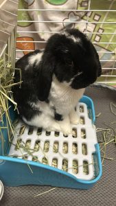 Siannaさん家の崩妮ちゃん