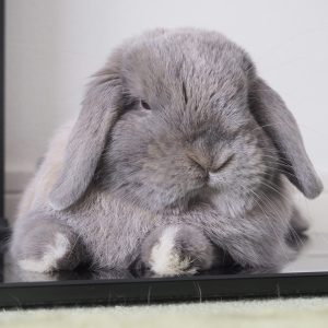 ののさん家のガムくん