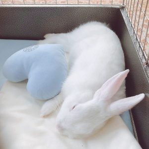 はくとの母さん家の白兎くん