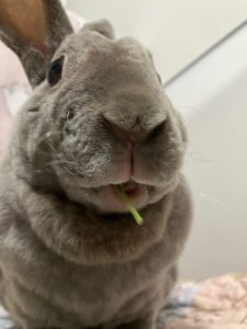 椿さん家の藍ちゃん