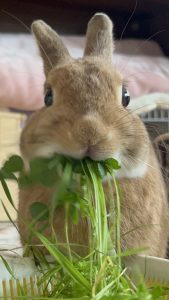 moguママさん家のもぐくん