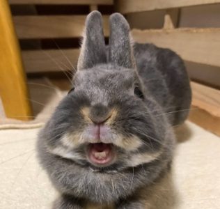 うさこさん家のしゃちょうちゃん