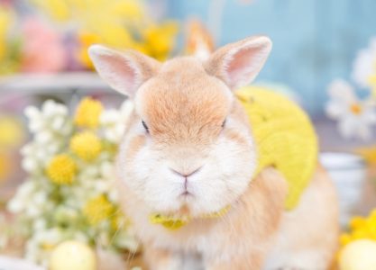 トモさん家のカンくん