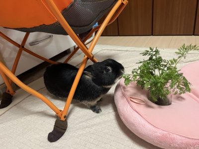 ぽんぽんぷくぷくさん家のゆづきちゃん