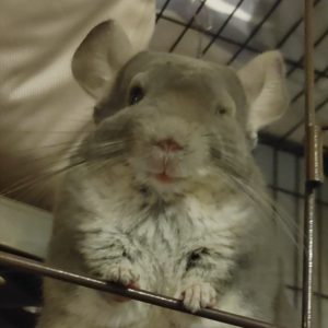 せつな＠チラ狂いさん家のちーくんくん