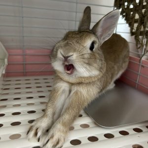 うささん家ののあくん