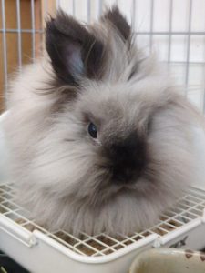 東山さん家のモモちゃん