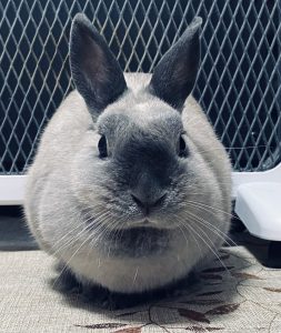 あくありうむさん家の蘭丸ちゃん