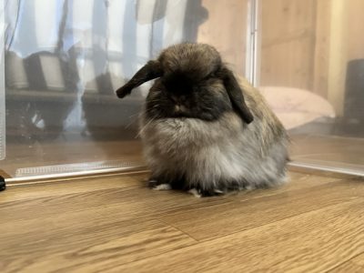 虎御前さん家の天麩羅ちゃん