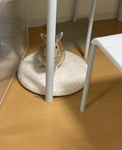 めたさん家のナナくん