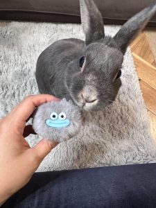 茨木さん家のとんすけくん