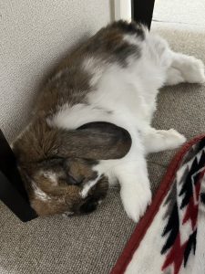 もこママさん家のもこくん