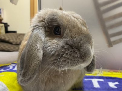 ふみみさん家のわたげくん