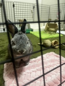 みくさん家のそらちゃん