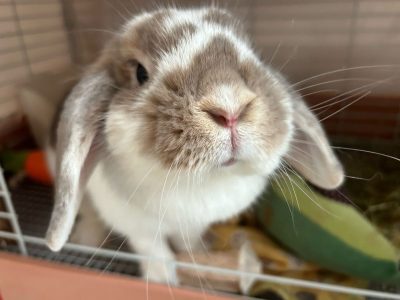 ムウ太さん家のよもぎちゃん