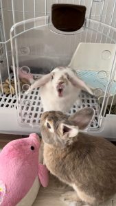 岸元さん家のむうちゃん