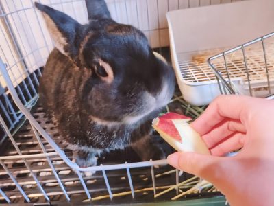 クリンの姉さん家のクリンちゃん