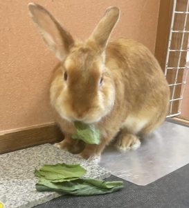 工藤さん家のりんくん