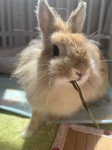 キョウ　ブンジンさん家のジンニちゃん