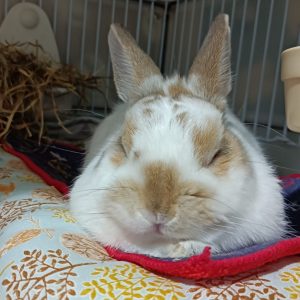 諸星さん家の梵天丸ちゃん