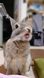 うーたんままさん家のうーたんくん