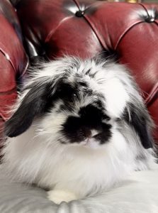 てつやさん家のまるごーちゃん