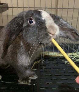 まろんママさん家のぷらむくん