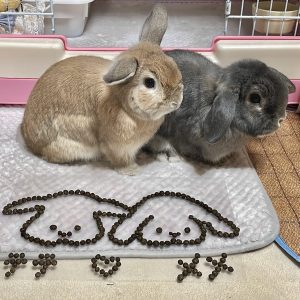 テテ＆めめくん