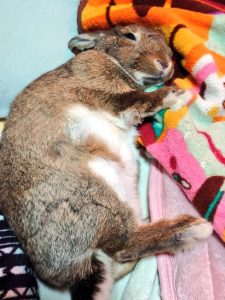 うさたんちゃん