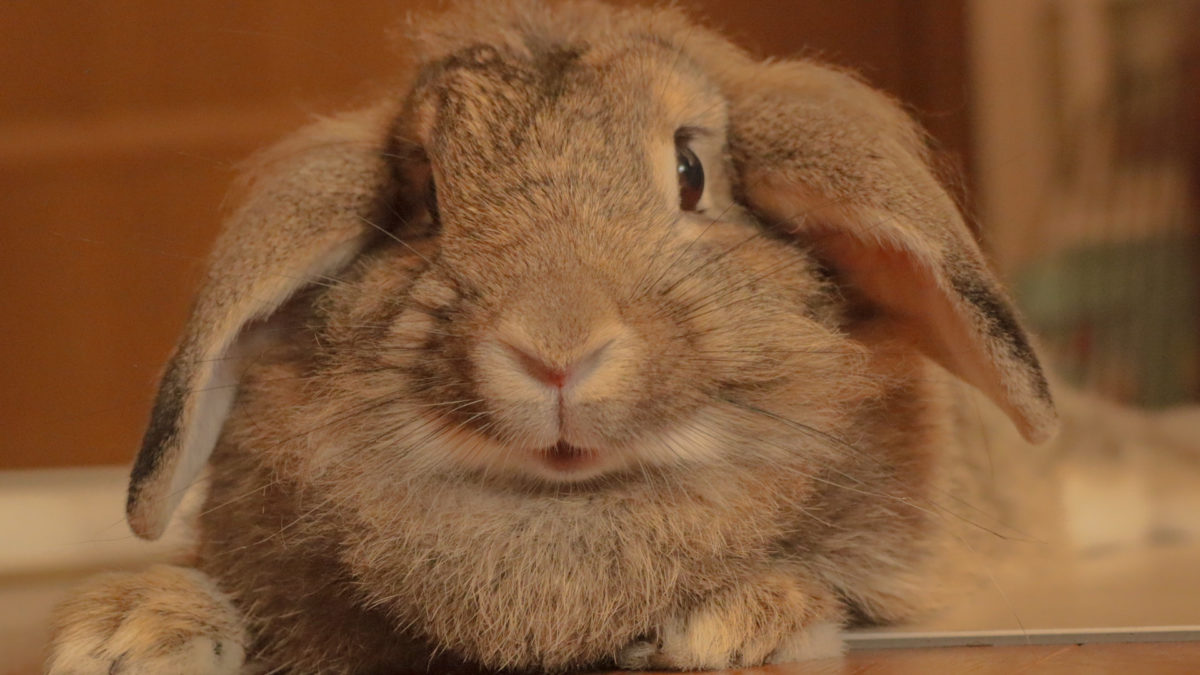 いろはにうさぎさん家のベンジャミンちゃん