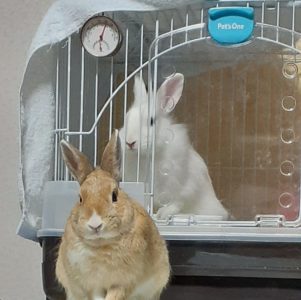 花咲きマーさん家のロビンくん