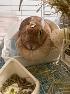 ぽんこさん家のアリスちゃん