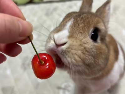 あやちゃんさん家のノースくん