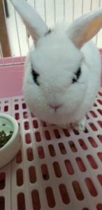 高瀬さん家のホトちゃん