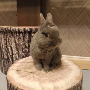 ルピママさん家のルピくん