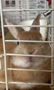 ゆいまーるさん家のラブくん