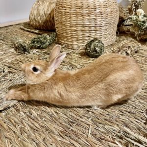 うさぎのうみちゃんねるさん家のうみちゃん