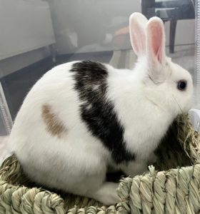 まるさん家のひまちゃんくん