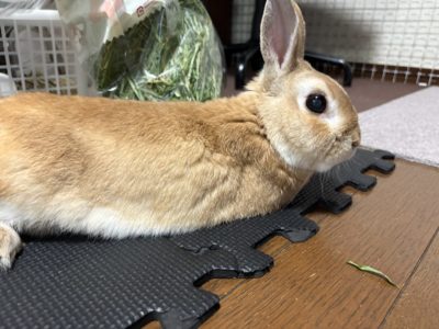 とんさん家のとんすけくん