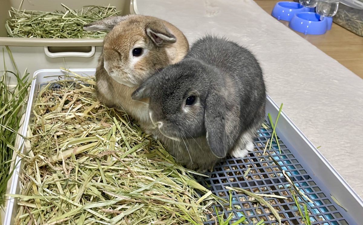 T&Mママさん家のテテ&めめくん