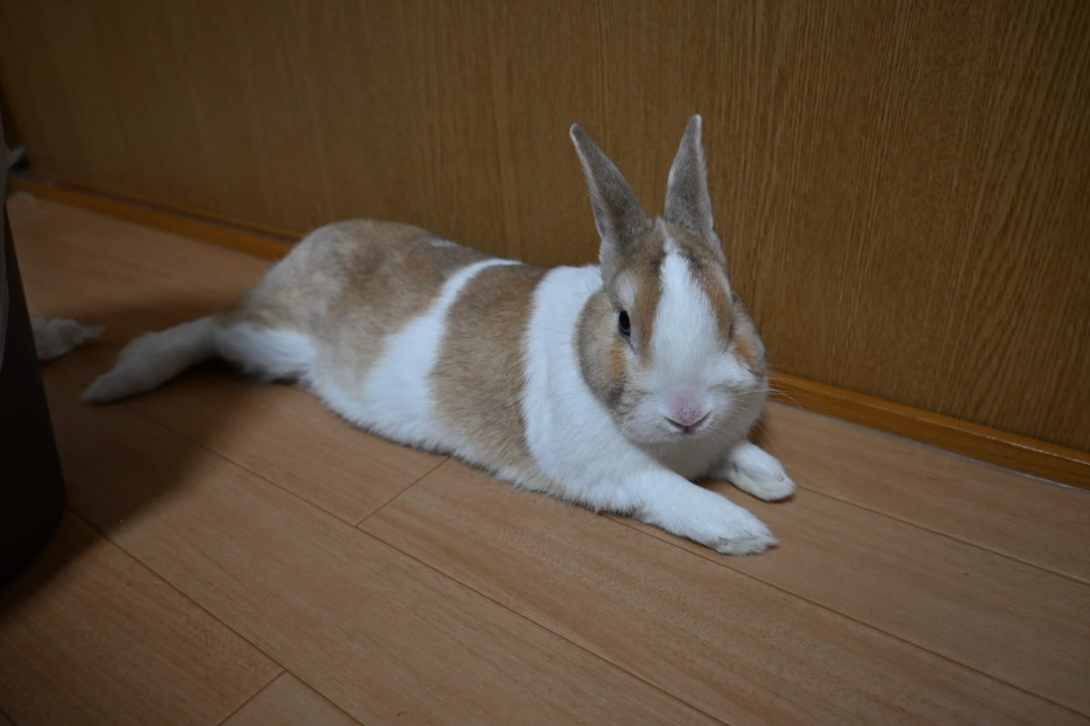 しゅんちゃんさん家のちゅーるくん