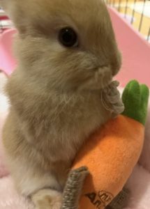 谷崎さん家のムーンくん