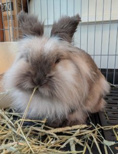 東山さん家のモモちゃん