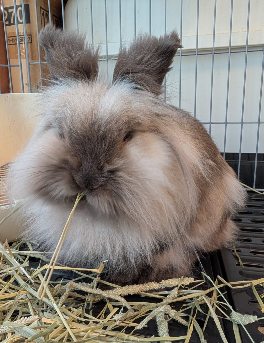 東山さん家のモモちゃん