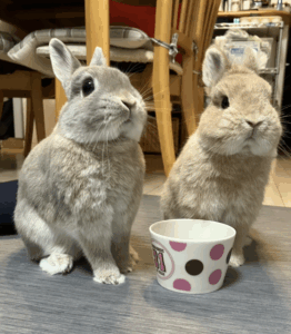 みーさん家のニコ、ビッケくん