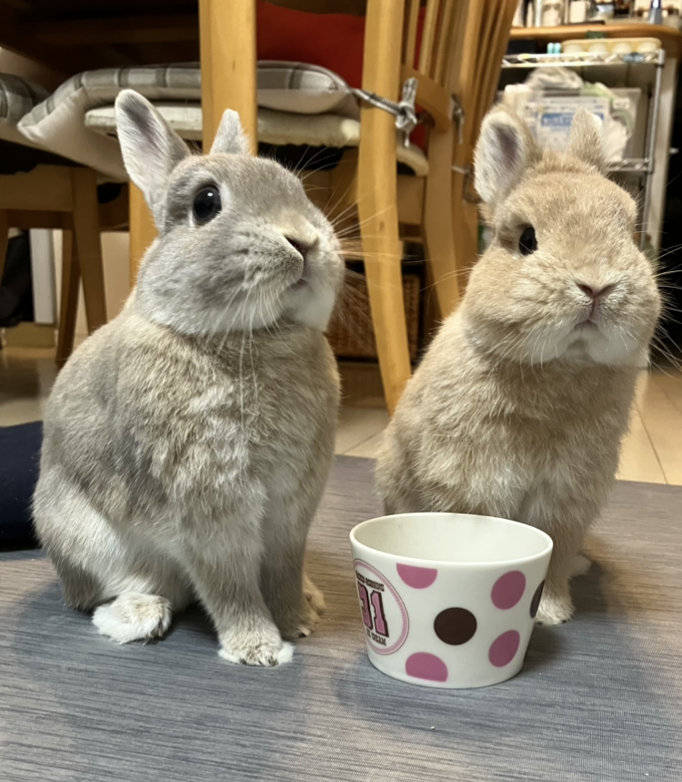 みーさん家のニコ、ビッケくん