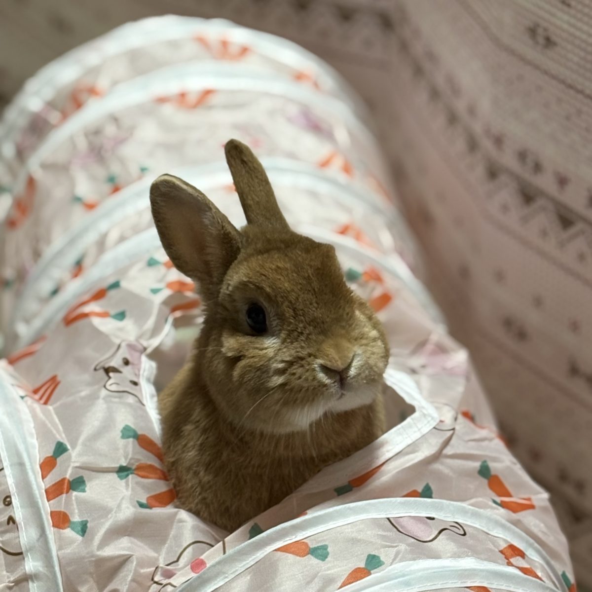 りゅうちゃまさん家のラピちゃん